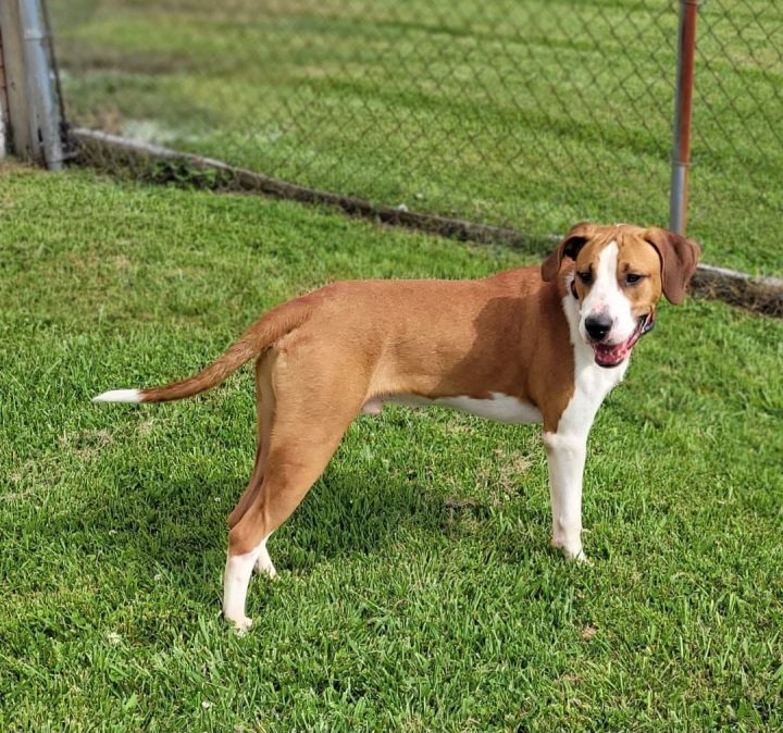 New plymouth pound store dogs for adoption