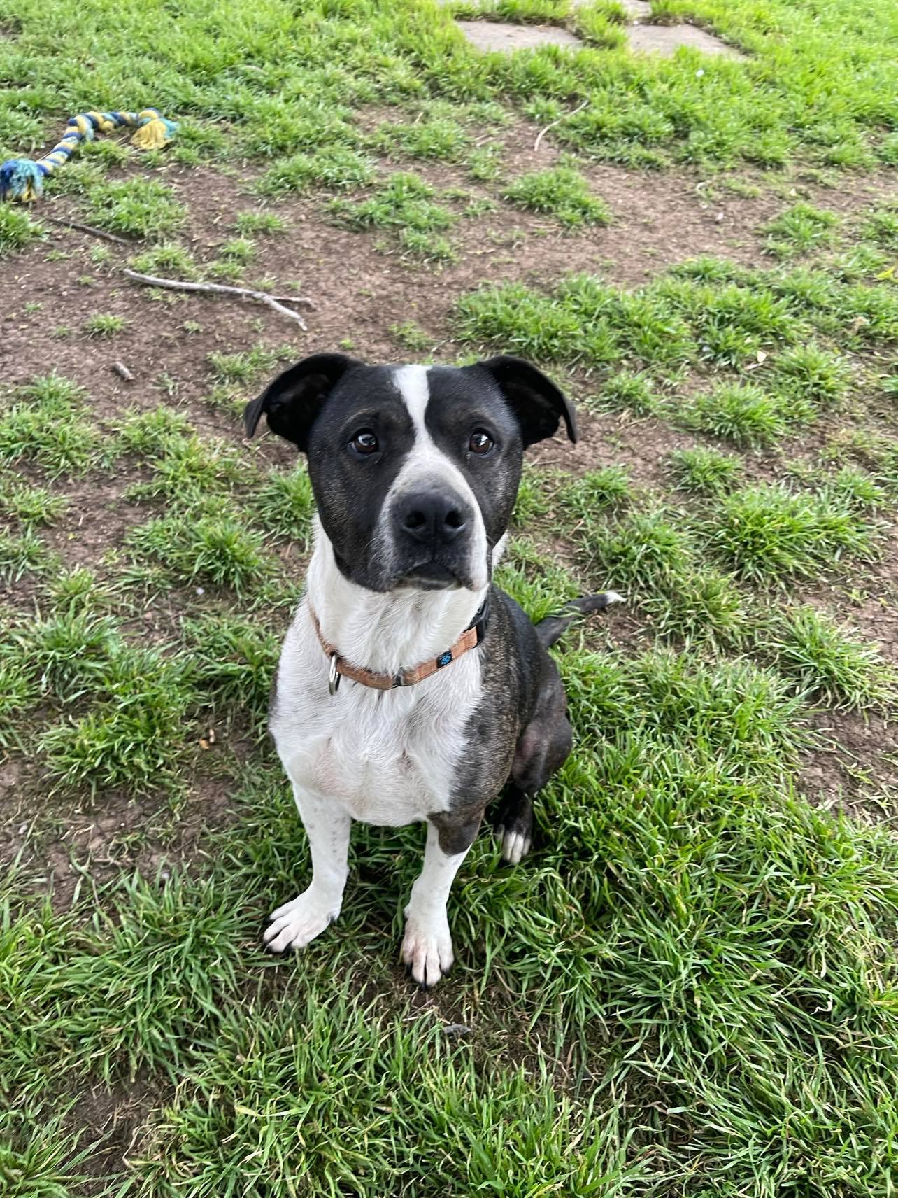 Spike, an adoptable Dalmatian in Colorado Springs, CO, 80918 | Photo Image 1