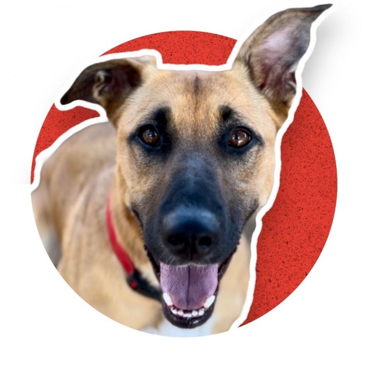 Sassy, an adoptable German Shepherd Dog Mix in Jamestown, CA_image-1