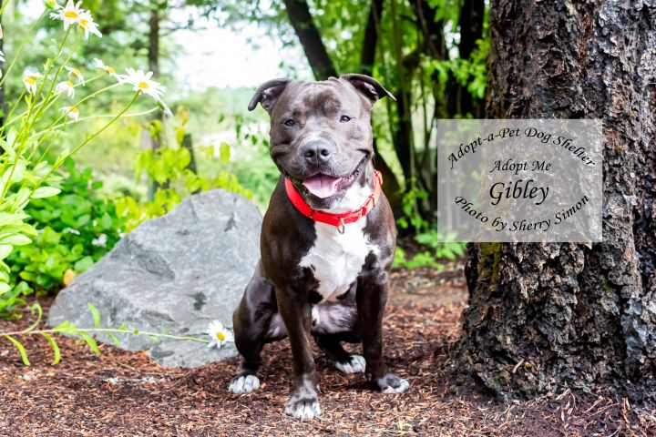 Dog for adoption - GIBLEY, a Pit Bull Terrier in Shelton, WA