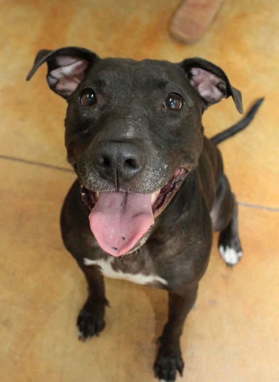 Alma (aka Pretty), an adoptable Pit Bull Terrier, Labrador Retriever in Austin, MN, 55912 | Photo Image 2