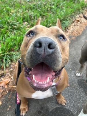 Bebe - ADOPTED Mixed Breed Dog
