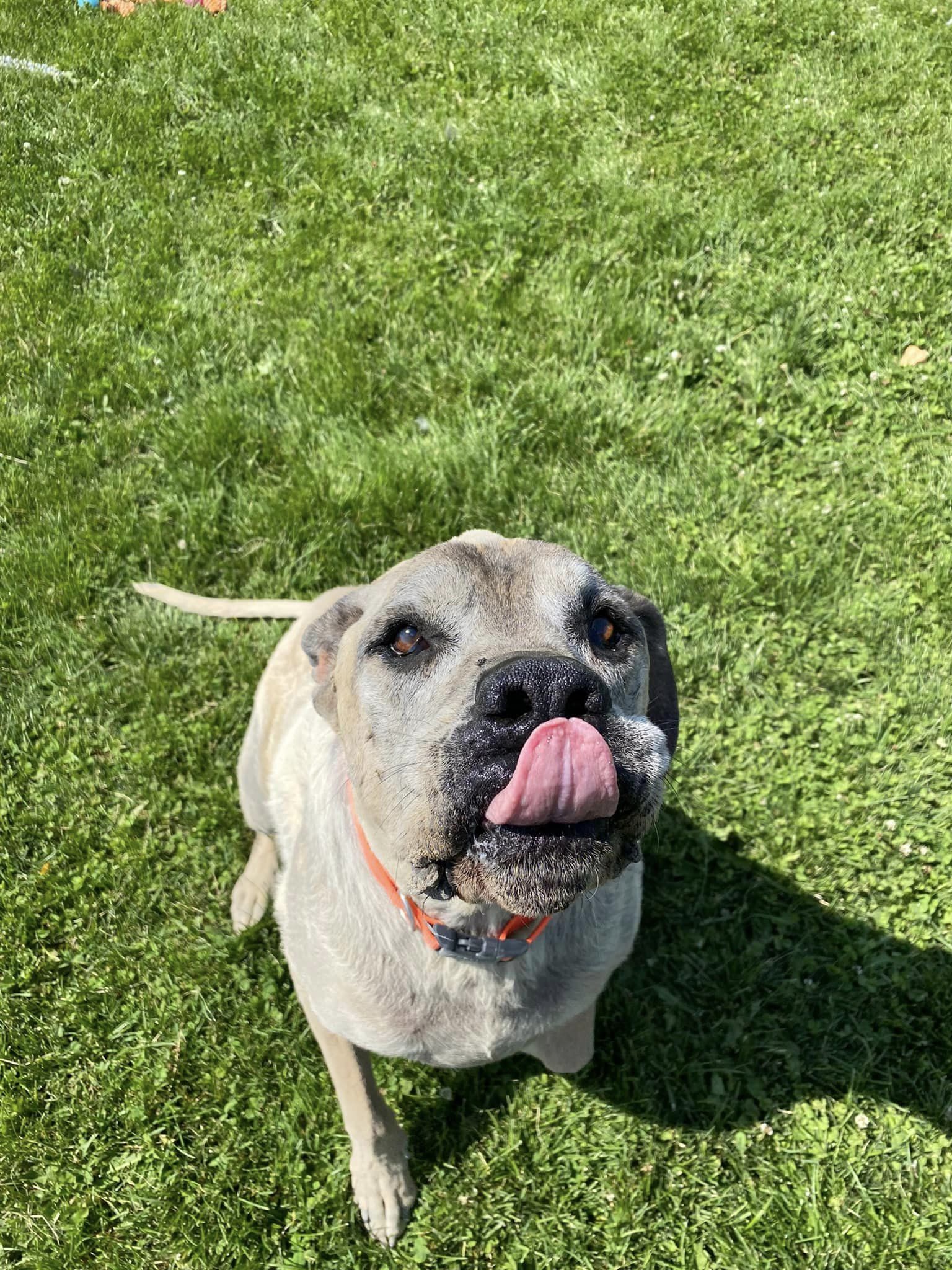 GEORGE, an adoptable Great Dane in Prineville, OR, 97754 | Photo Image 1