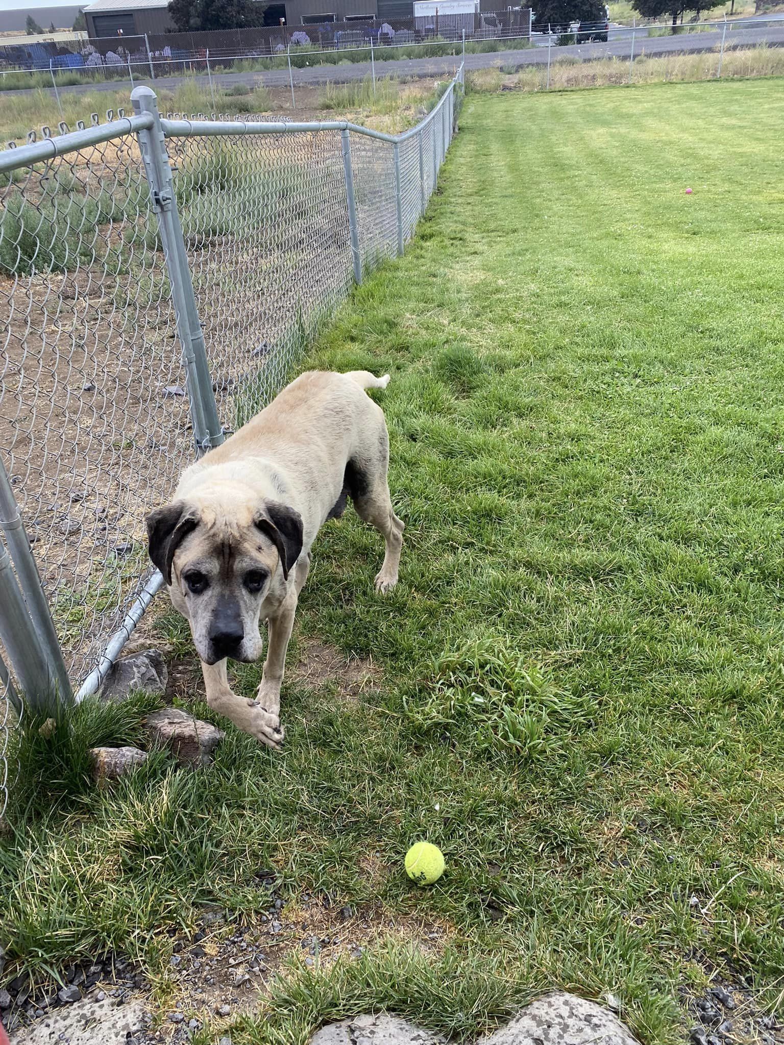 GEORGE, an adoptable Great Dane in Prineville, OR, 97754 | Photo Image 4