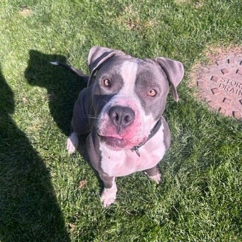 Dog for adoption Hulk, a Pit Bull Terrier in Manteca, CA Petfinder