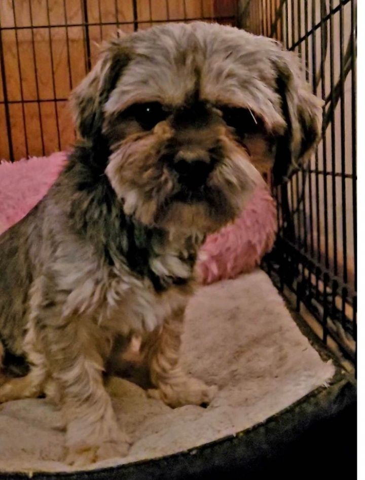 Shih tzu rescue sales yorkshire