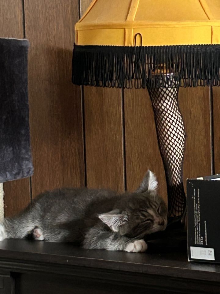 Cat for adoption Cayenne, a Domestic Short Hair in Medina, OH Petfinder