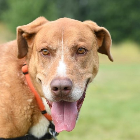 Dusty, an adoptable Mixed Breed in Ponderay, ID, 83852 | Photo Image 1