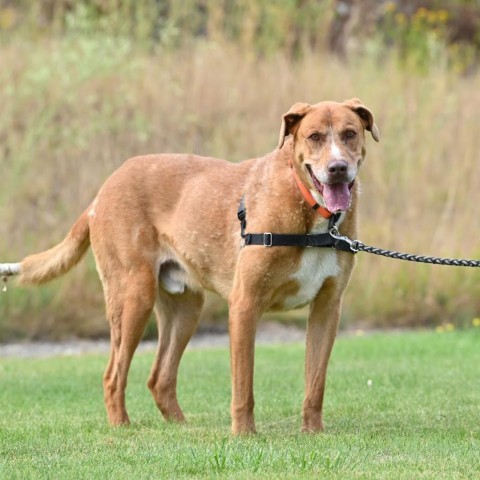 Dusty, an adoptable Mixed Breed in Ponderay, ID, 83852 | Photo Image 2