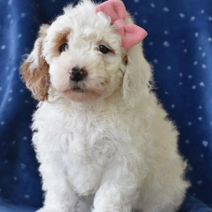 Maggie May, an adopted Miniature Poodle & Goldendoodle Mix in Rochester, NY_image-1