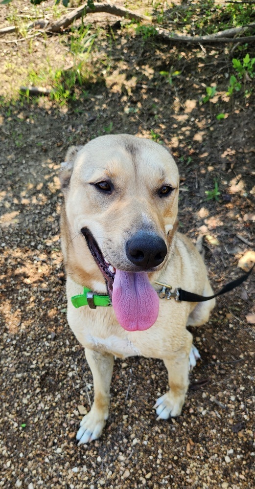 Finn, an adoptable German Shepherd Dog, Husky in Bolivar, MO, 65613 | Photo Image 1