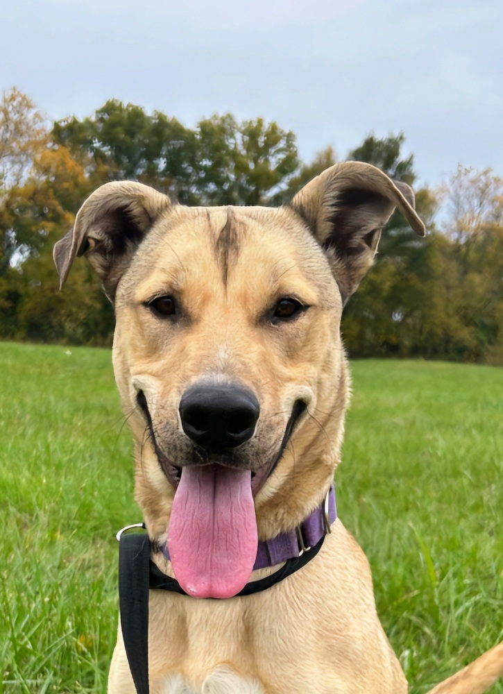 Finn, an adoptable German Shepherd Dog, Husky in Bolivar, MO, 65613 | Photo Image 1