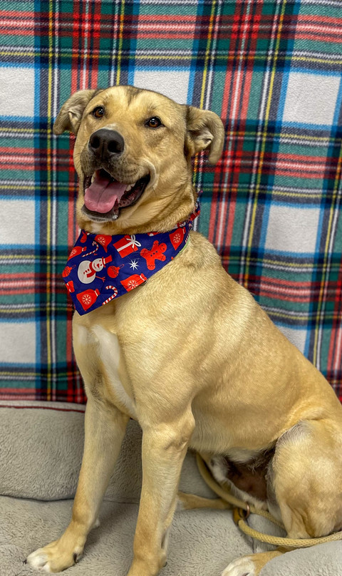 Finn, an adoptable German Shepherd Dog, Husky in Bolivar, MO, 65613 | Photo Image 2