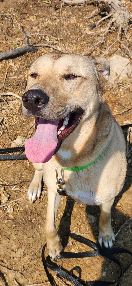 Finn, an adoptable German Shepherd Dog, Husky in Bolivar, MO, 65613 | Photo Image 3