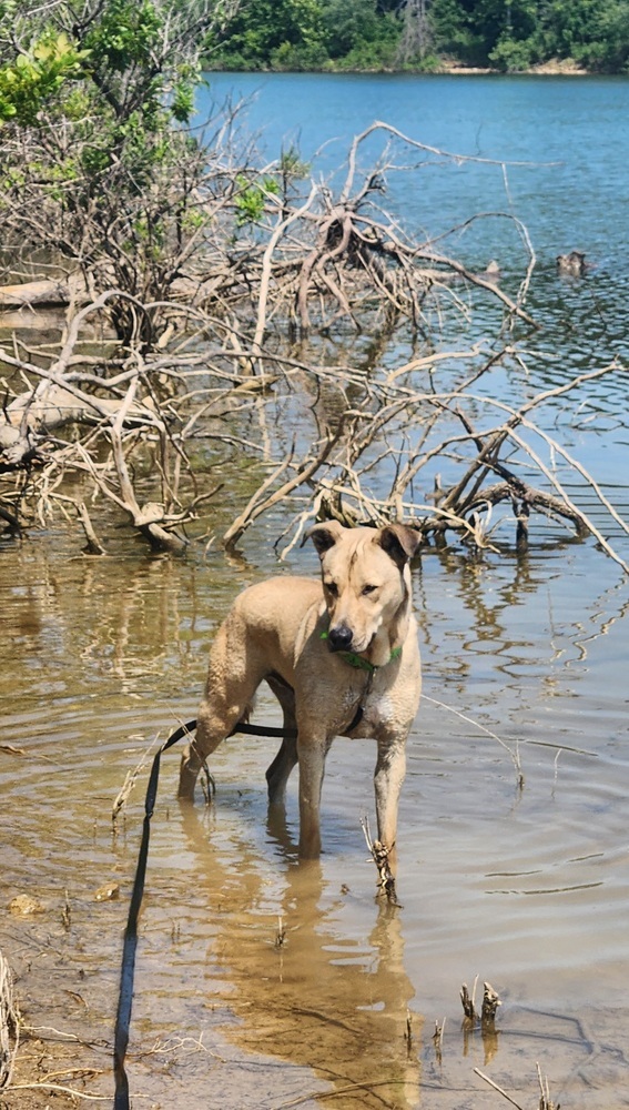 Finn, an adoptable German Shepherd Dog, Husky in Bolivar, MO, 65613 | Photo Image 3