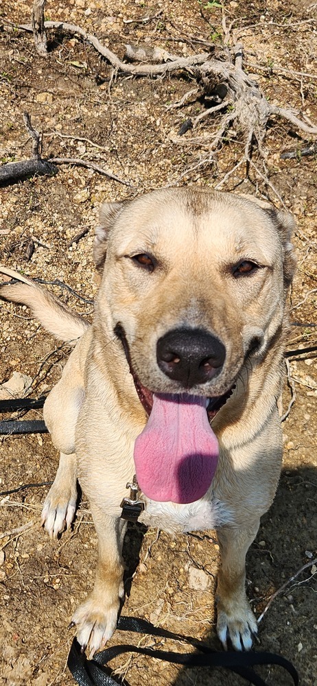 Finn, an adoptable German Shepherd Dog, Husky in Bolivar, MO, 65613 | Photo Image 4