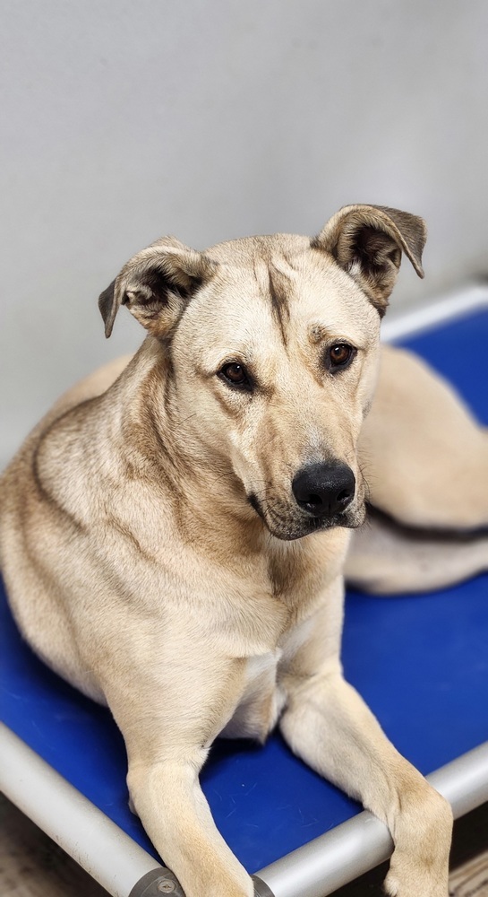 Finn, an adoptable German Shepherd Dog, Husky in Bolivar, MO, 65613 | Photo Image 4