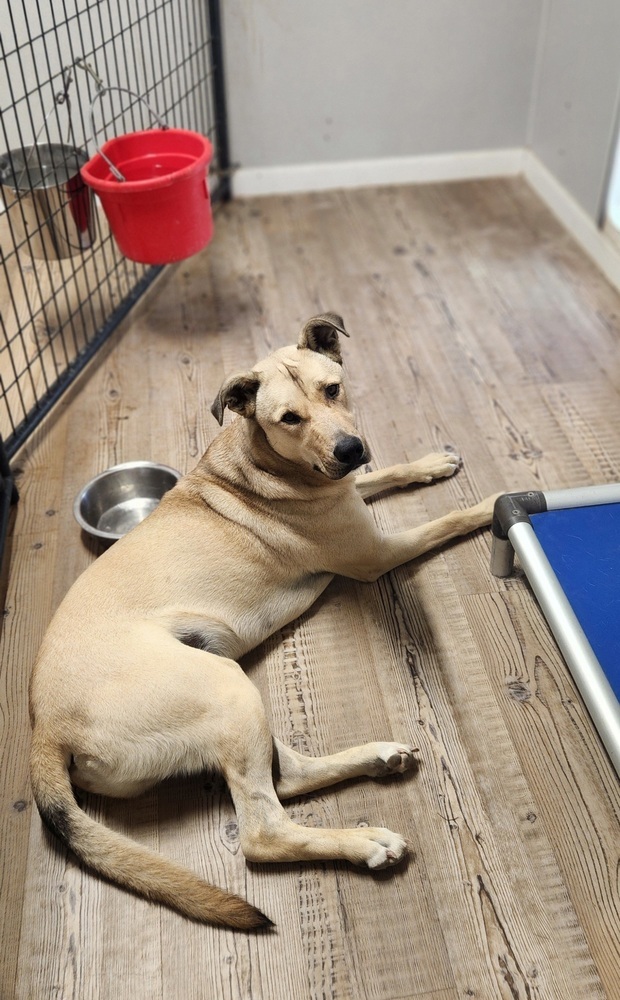 Finn, an adoptable German Shepherd Dog, Husky in Bolivar, MO, 65613 | Photo Image 5