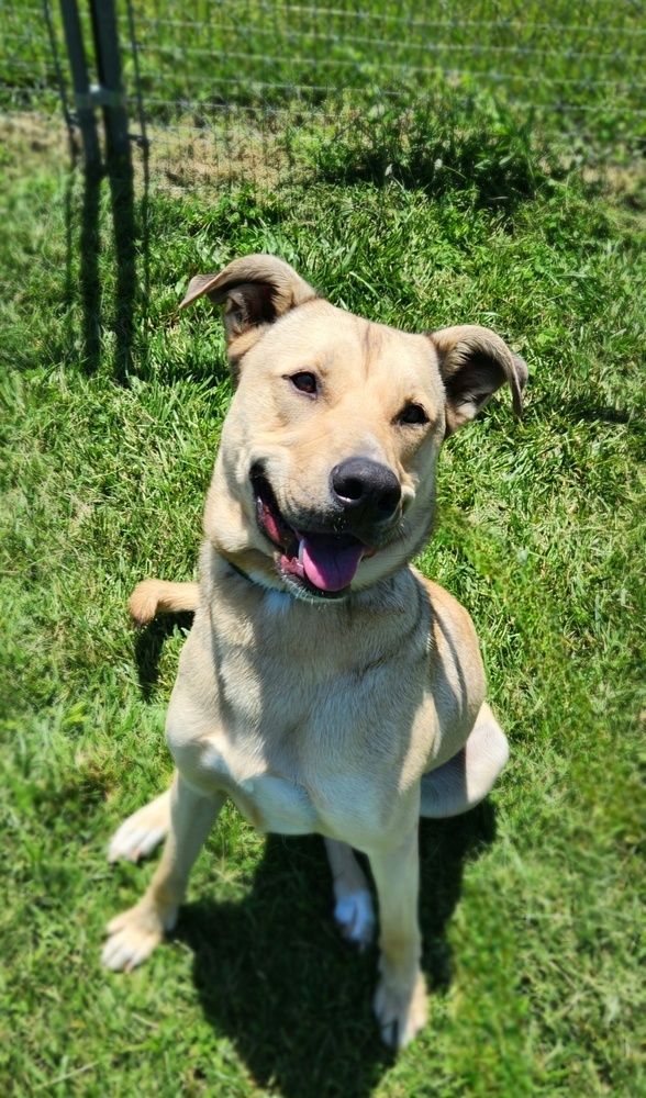 Finn, an adoptable German Shepherd Dog, Husky in Bolivar, MO, 65613 | Photo Image 6