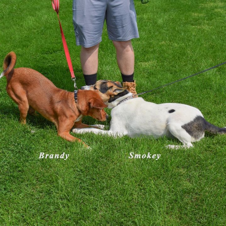 homesick hound dogs (@homesickdogs) / X