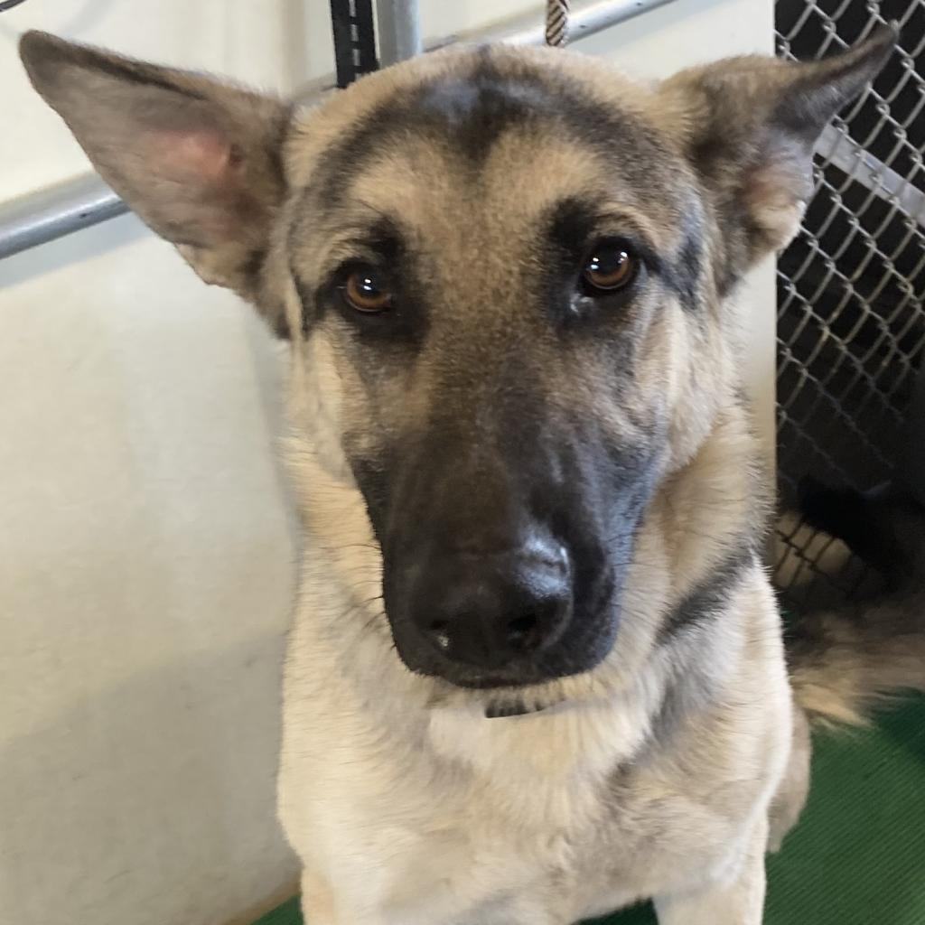Dog for adoption - Indy, a German Shepherd Dog in Alamogordo, NM ...