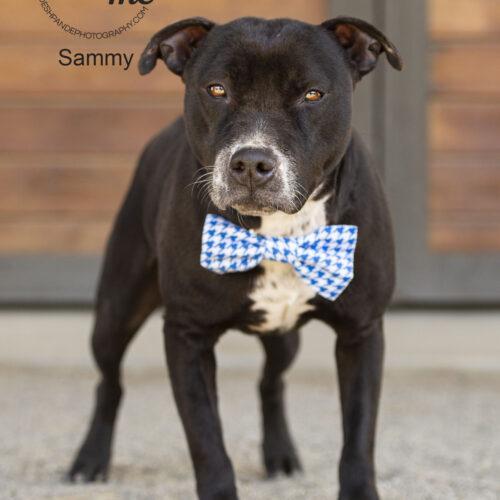 Sammy, an adoptable Pit Bull Terrier, Mixed Breed in Bakersfield, CA, 93308 | Photo Image 2