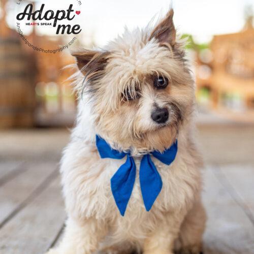 Millie, an adoptable Shih Tzu, Mixed Breed in Bakersfield, CA, 93308 | Photo Image 2