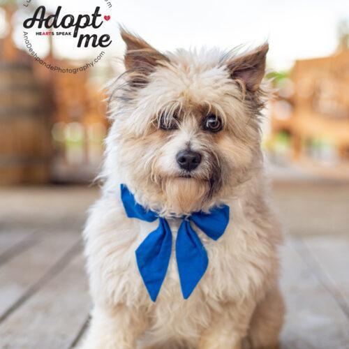 Millie, an adoptable Shih Tzu, Mixed Breed in Bakersfield, CA, 93308 | Photo Image 3