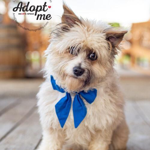 Millie, an adoptable Shih Tzu, Mixed Breed in Bakersfield, CA, 93308 | Photo Image 4