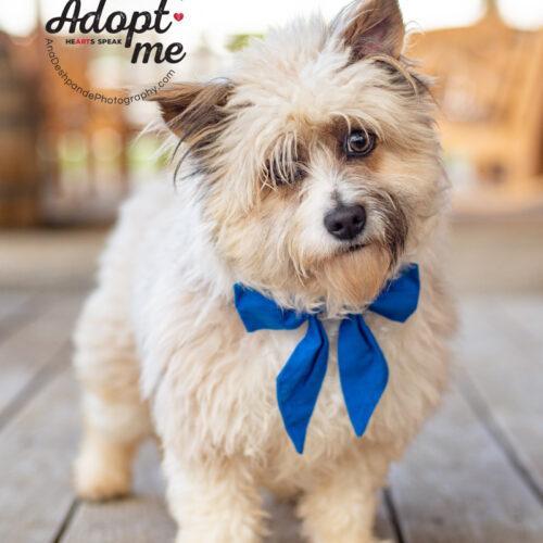 Millie, an adoptable Shih Tzu, Mixed Breed in Bakersfield, CA, 93308 | Photo Image 5