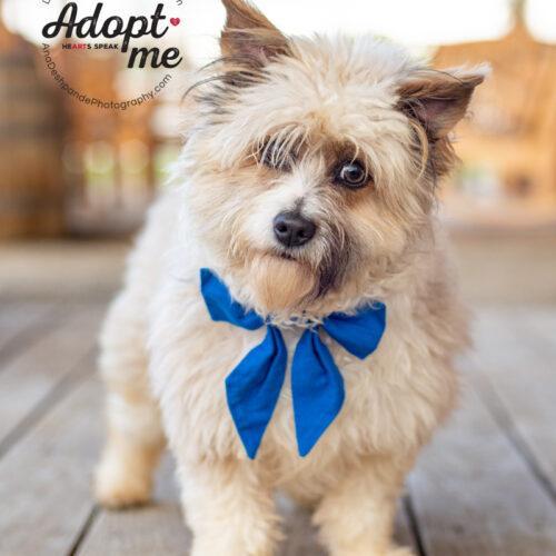 Millie, an adoptable Shih Tzu, Mixed Breed in Bakersfield, CA, 93308 | Photo Image 6