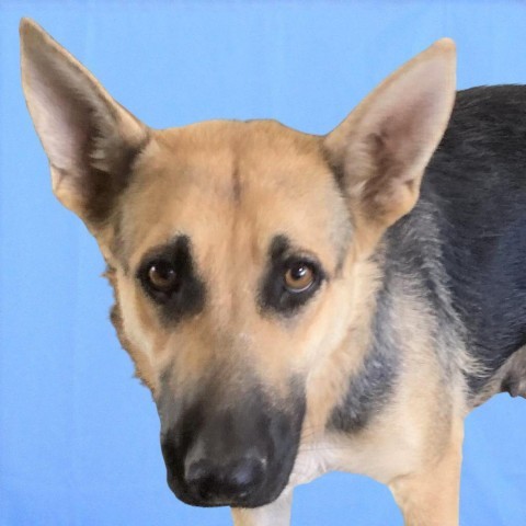 Mali, an adoptable Mixed Breed in Las Cruces, NM, 88012 | Photo Image 5
