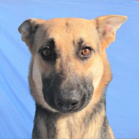 Mali, an adoptable Mixed Breed in Las Cruces, NM, 88012 | Photo Image 6