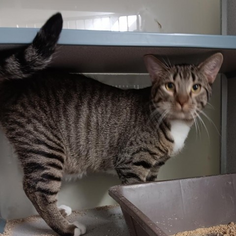 Rye, an adoptable Domestic Short Hair in Colorado Springs, CO, 80909 | Photo Image 1