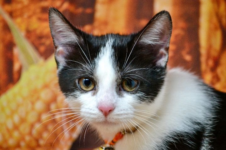 Wasabi , an adoptable Domestic Short Hair Mix in Sevierville, TN_image-2
