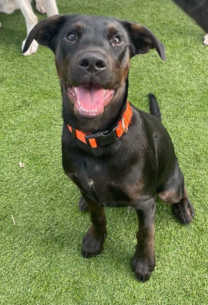 Black lab and coonhound sales mix