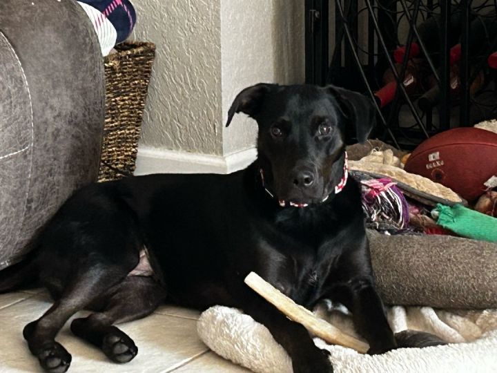 Black and tan coonhound and sales lab mix