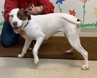 BAILEY SUE, an adoptable Setter, Pit Bull Terrier in Ironwood, MI, 49938 | Photo Image 1