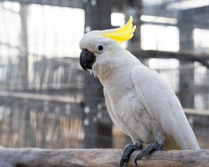Franklin, Senior Male Cockatoo