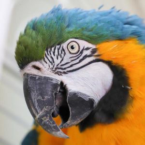 Lindy, Senior Female Macaw