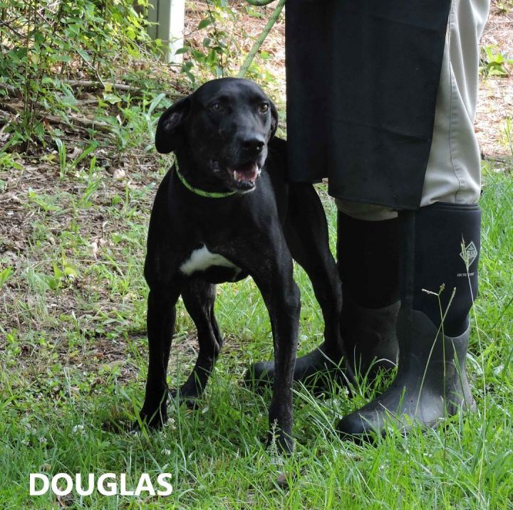 Douglas, an adoptable Labrador Retriever Mix in Washington, GA_image-1