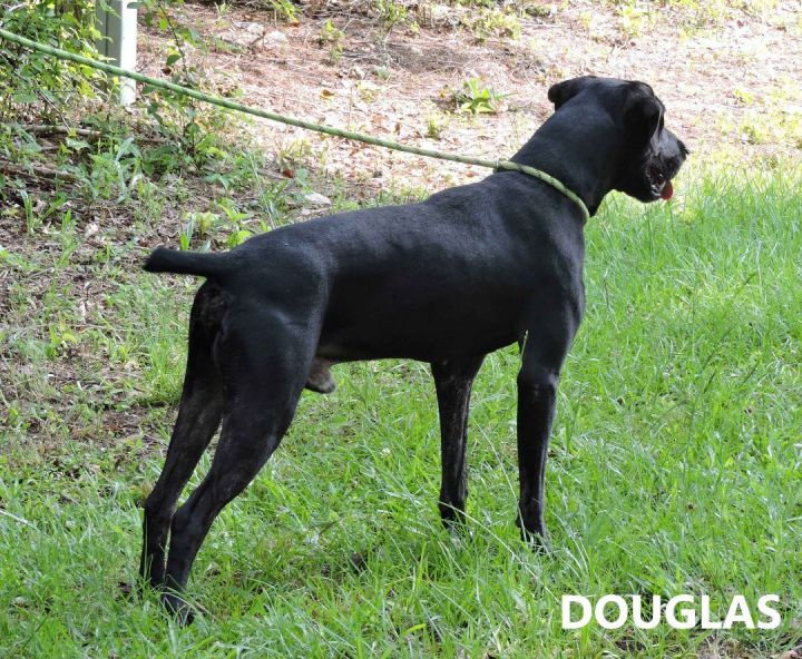 Douglas, an adoptable Labrador Retriever Mix in Washington, GA_image-2