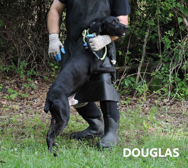 Douglas, an adoptable Labrador Retriever Mix in Washington, GA_image-3