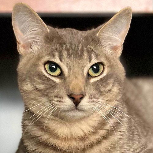 Nickel, an adoptable Domestic Short Hair in Laramie, WY, 82073 | Photo Image 1