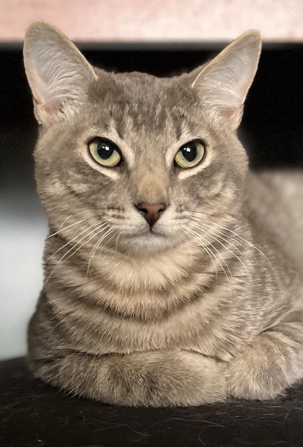 Nickel, an adoptable Domestic Short Hair in Laramie, WY, 82073 | Photo Image 3