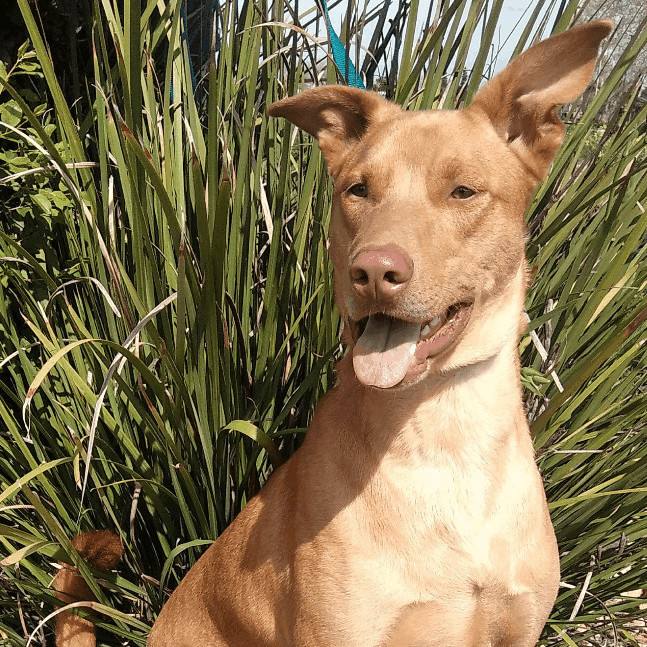 Doberman yellow deals lab mix