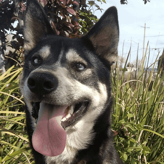 Belgian tervuren cheap husky mix