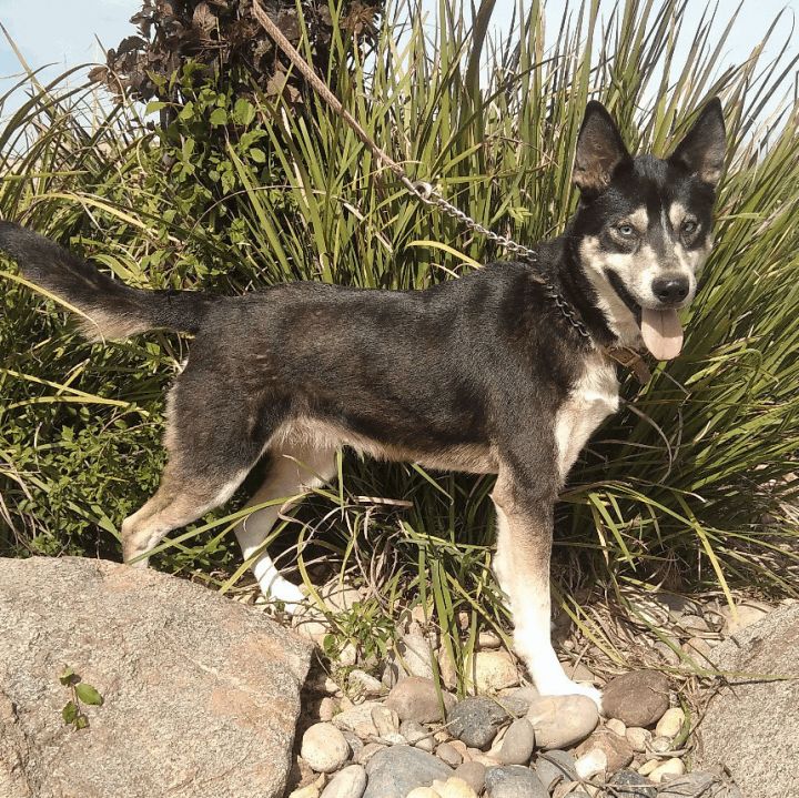 Belgian shepherd mix with 2024 husky