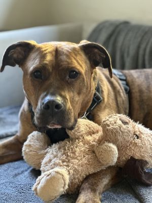 Maggie - AVAILABLE