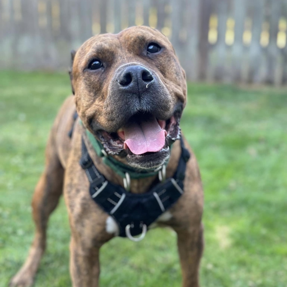 Maggie - AVAILABLE, an adoptable Pit Bull Terrier in Seattle, WA, 98115 | Photo Image 1